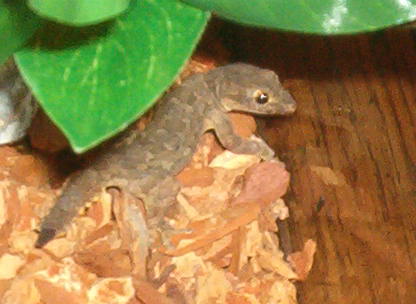 House Gecko