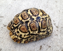 Available Yearling Pardalis Pardalis Leopard Tortoises 1