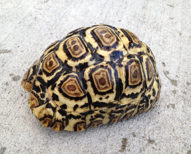 Available Yearling Pardalis Pardalis Leopard Tortoises 1