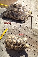 mating pair 3