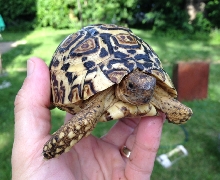 Available Yearling Pardalis Pardalis Leopard Tortoises 2