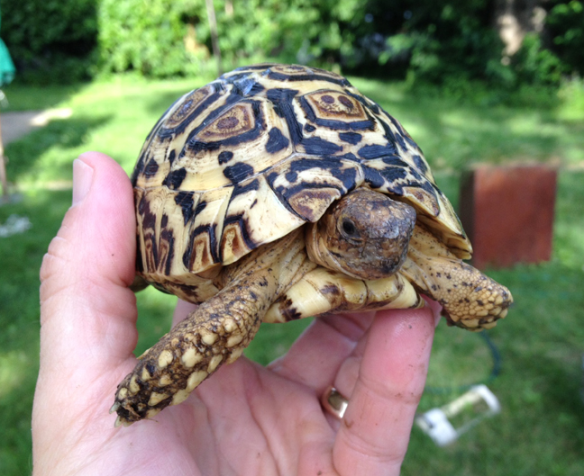 Available Yearling Pardalis Pardalis Leopard Tortoises 2