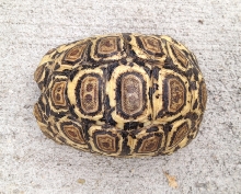 Available Yearling Pardalis Pardalis Leopard Tortoises 3