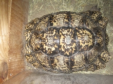 Female Leopard Tortoise 25 pounds 16.5"