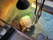 Leopard Tortoise laying first clutch