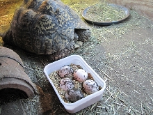 Female Leopard with 1st Clutch Eggs