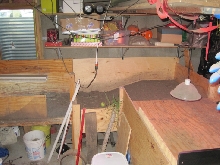 Tortoise Table Middle