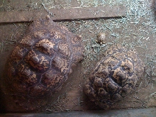 Baby Leopard - first hatch ever