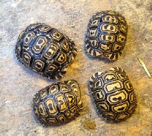 Pardalis Pardalis Hatchlings 1
