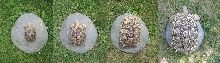 Leopard 4 year growth