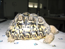 Leopard Tortoise Hercules @ 17 months and 15.9 oz 1