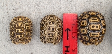 Available Pardalis Pardalis Leopard Tortoises 1