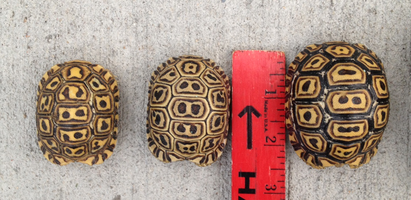 Available Pardalis Pardalis Leopard Tortoises 1