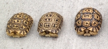 Available Pardalis Pardalis Leopard Tortoises 1