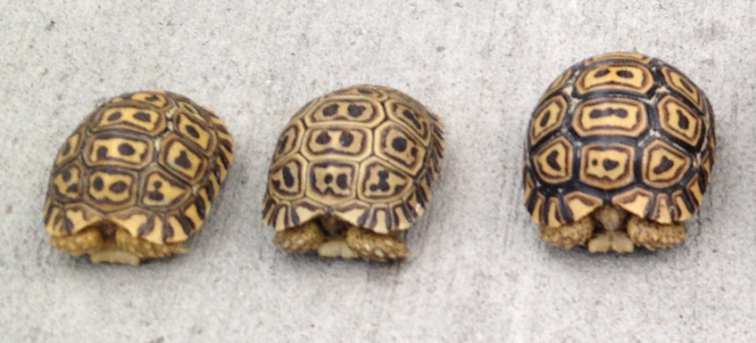 Available Pardalis Pardalis Leopard Tortoises 1