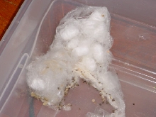 Silkworms