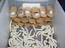 silktubes