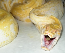 feeding
