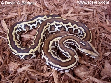 Striped Burm