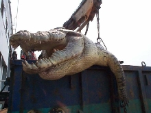 Monster Nile Croc #4