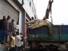 Monster Nile Croc #2