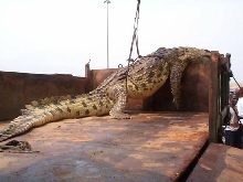 Monster Nile Croc #3