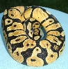 Pastel I