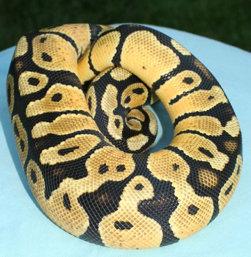 Pastel I