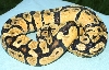 Pastel II