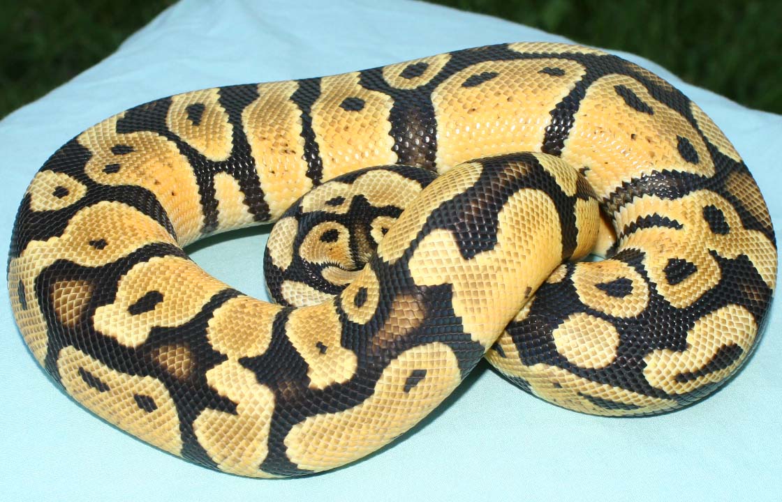 Pastel II
