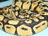 Pastel II