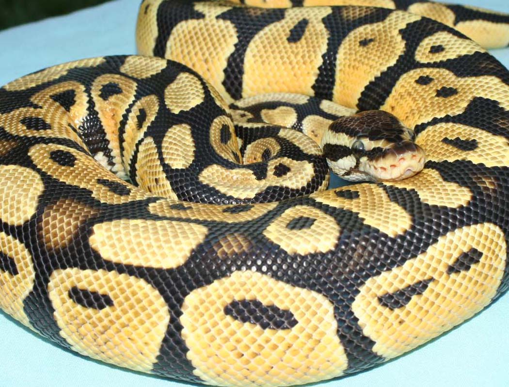 Pastel II