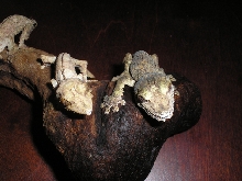 Neonate Uroplatus fimbriatus and U. henkeli