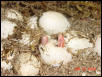 Twin Corns pipping