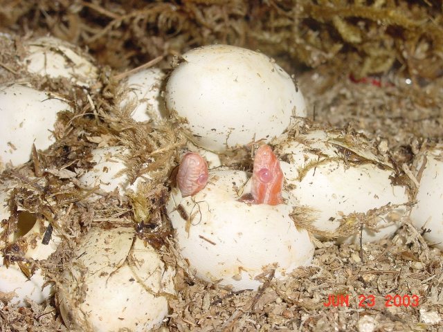 Twin Corns pipping