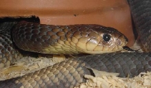 Naja annulifera