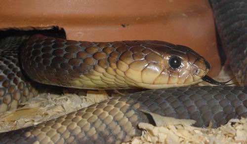 Naja annulifera