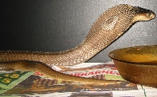 Naja kaouthia, Breeder male, het for suphan.