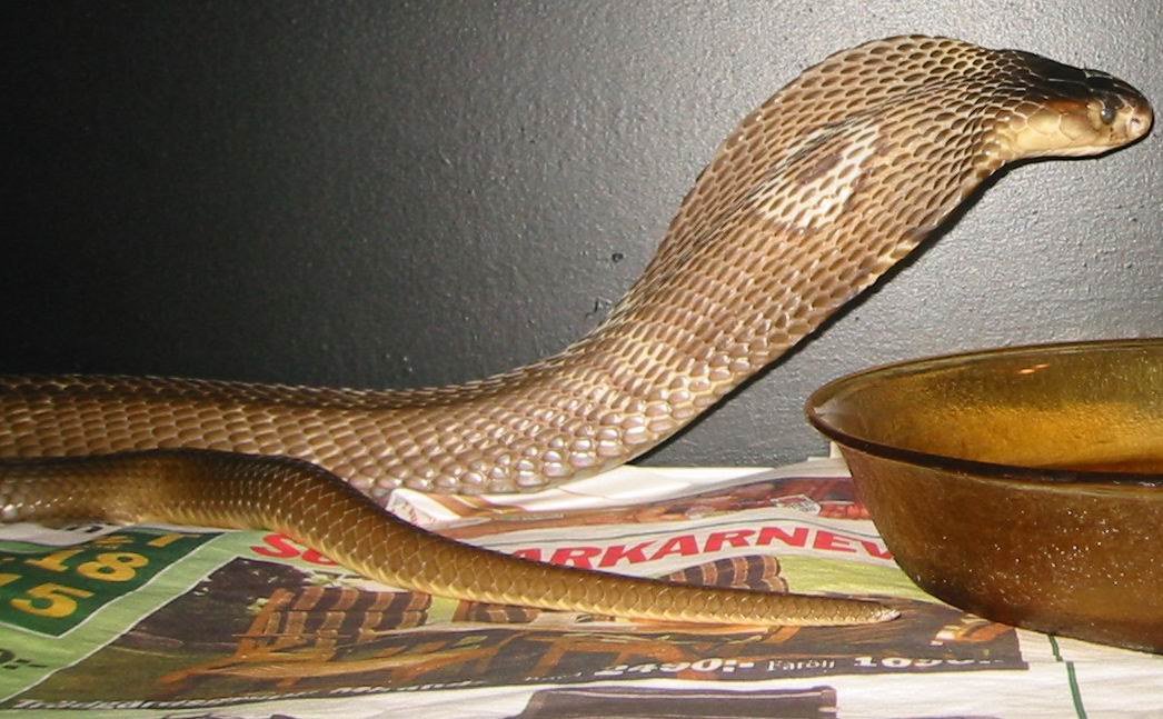 Naja kaouthia, Breeder male, het for suphan.