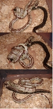 Arthur chows down a big garter snake