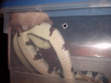 Playing with her food...