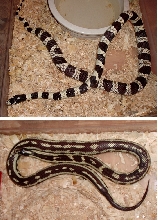 2 gravid kings