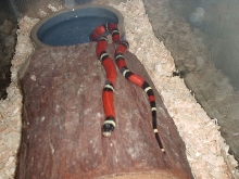 Taloula