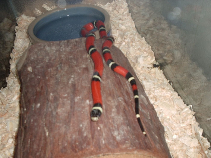 Taloula