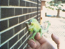 Jack outside