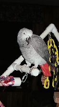 Romer, my Congo Grey