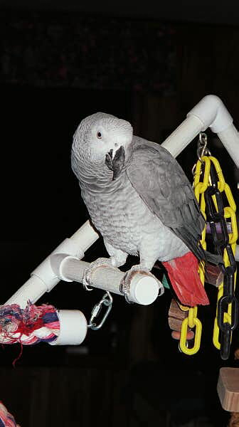 Romer, my Congo Grey