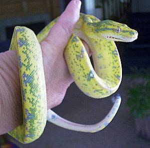 Memberi, high yellow GTP