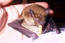 Little Vampy, my Big Brown Bat, eating her superworm!