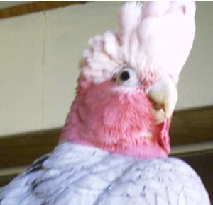 CalliRose, Rose-breasted Cockatoo, getting ready to shower!